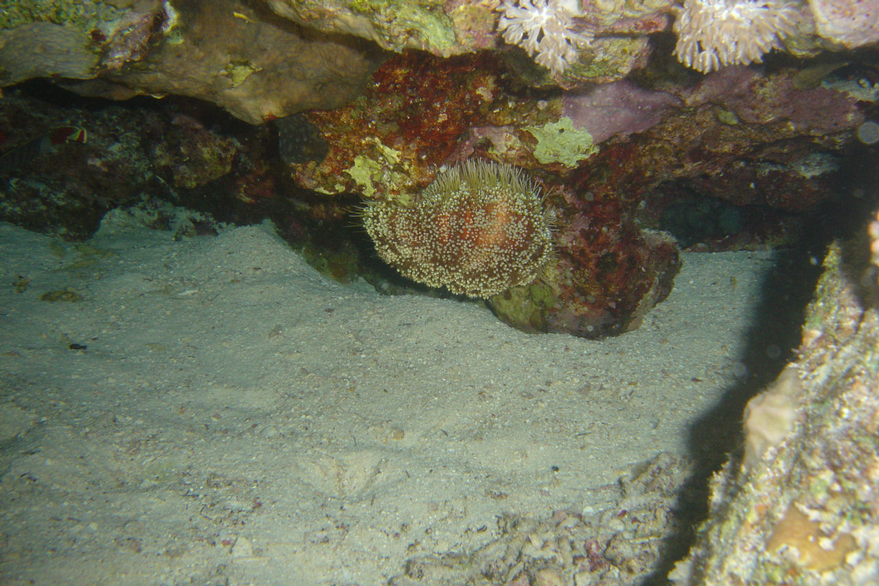 Asthenosoma marisrubra